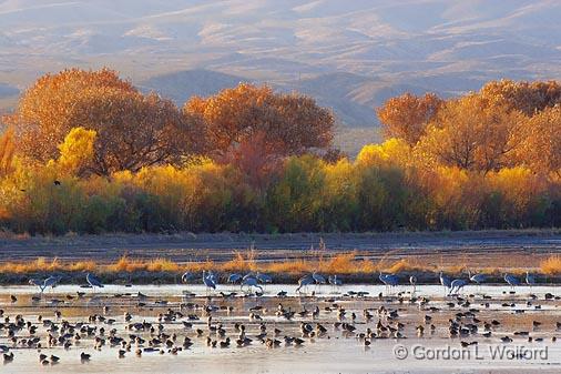 Bosque del Apache_72741.jpg - Photographed in the Bosque del Apache National Wildlife Refuge near San Antonio, New Mexico USA. 
